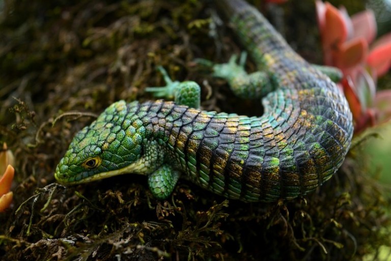 Mexican Alligator Lizard Abronia Graminea Talk Cock Sing Song