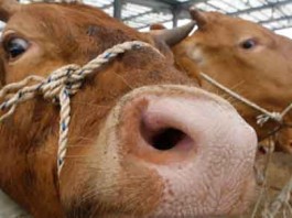 Farting Cows Blow Up their Barn on a German Farm Talk Cock Sing Song