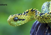 Weird Creature around the World - Atheris aka Bush Viper