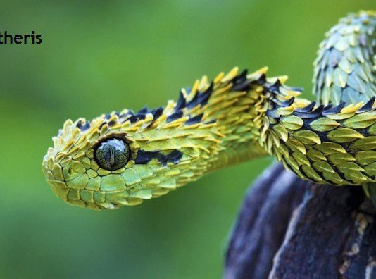 Weird Creature around the World - Atheris aka Bush Viper